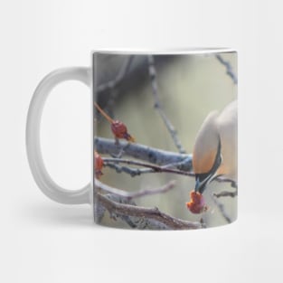 Bohemian Waxwing. Mug